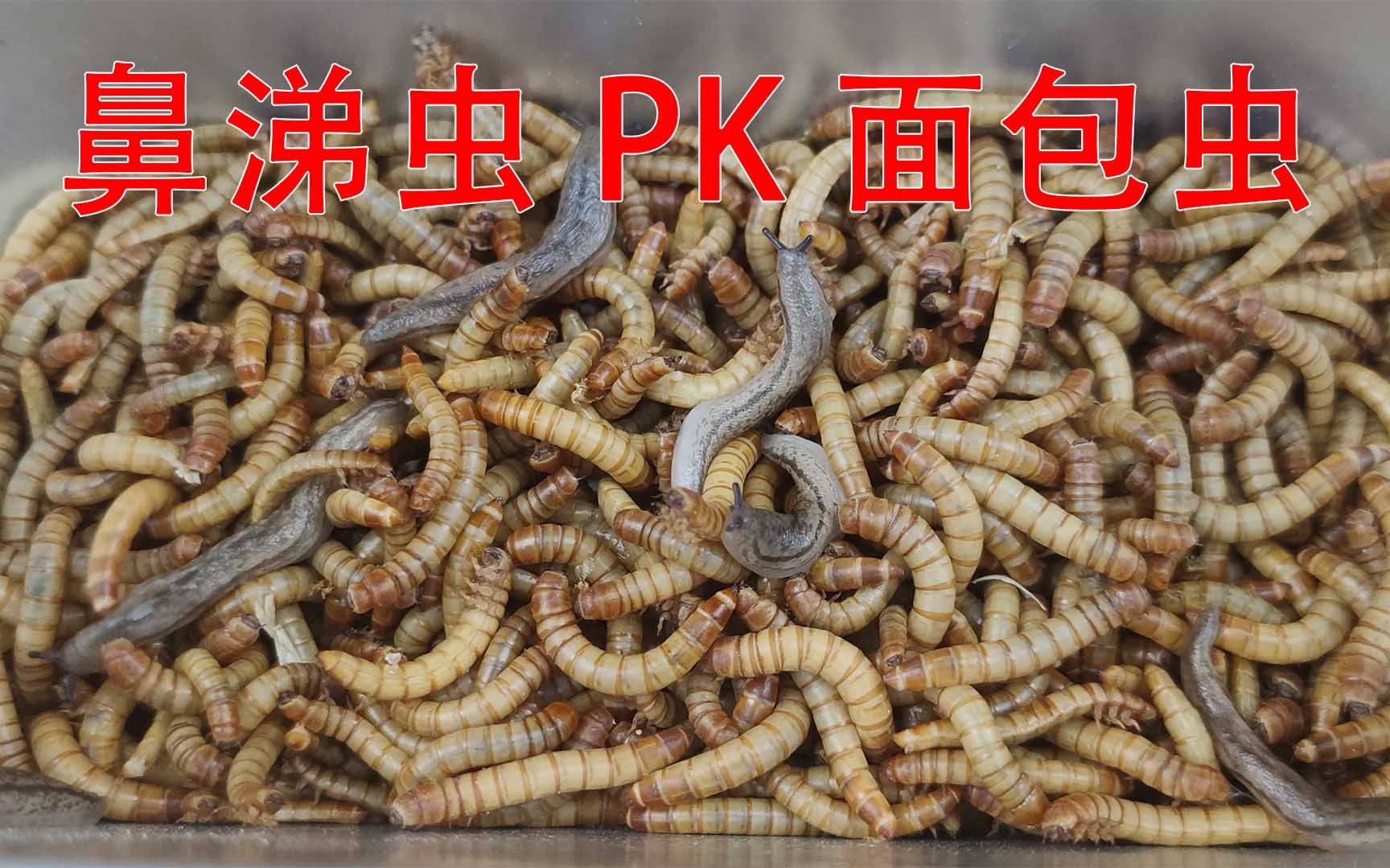 鼻涕虫大战面包虫面包虫吃了一大口鼻涕