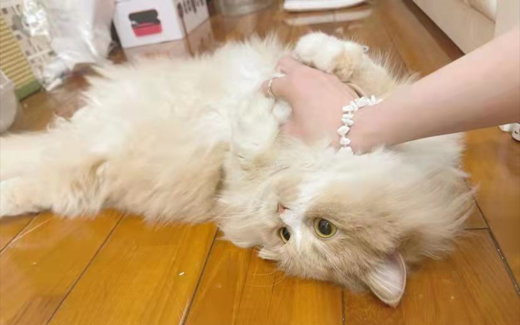 【gnz48】【郑丹妮】2022.03.