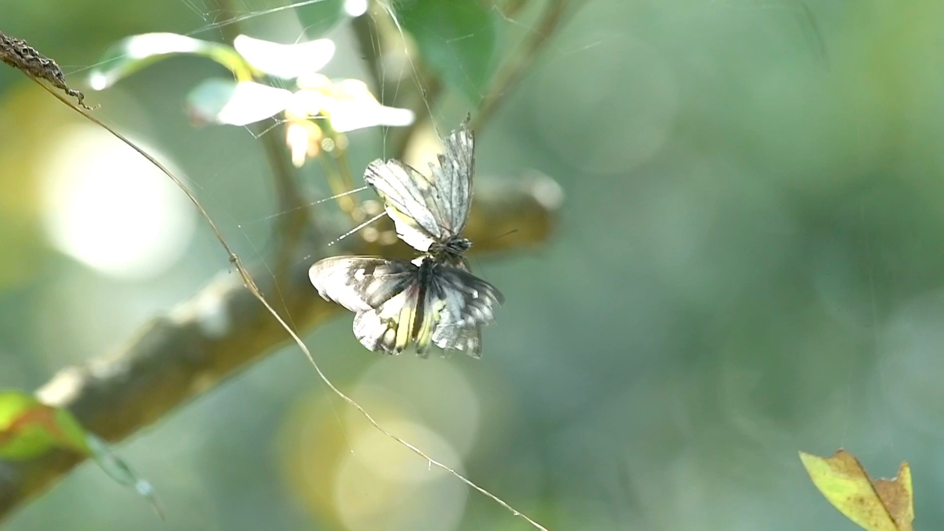 动物的灵性:一只蝴蝶被蜘蛛网缠住了另一只不离不弃想解救.