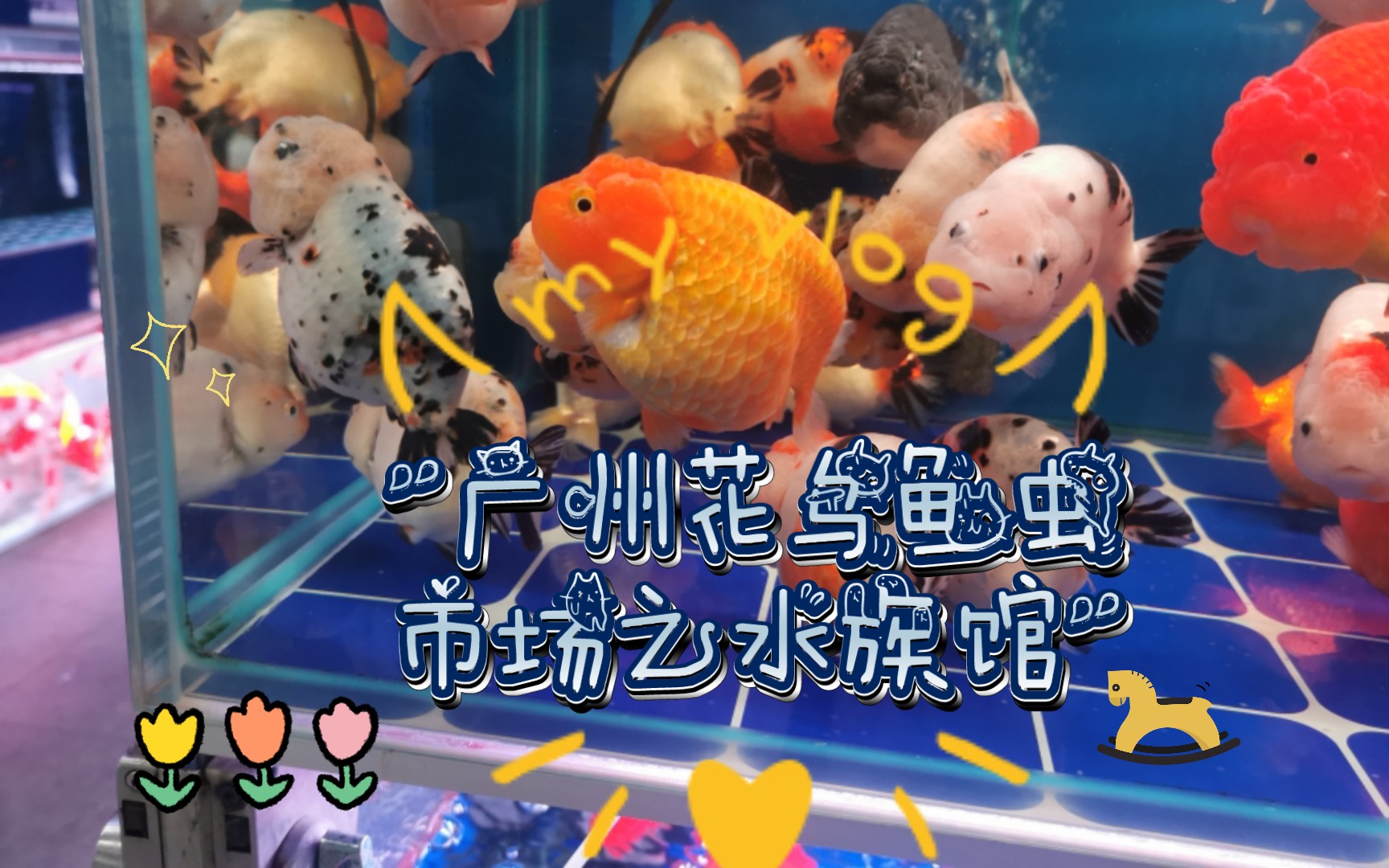 虹桥花鸟水族城图片