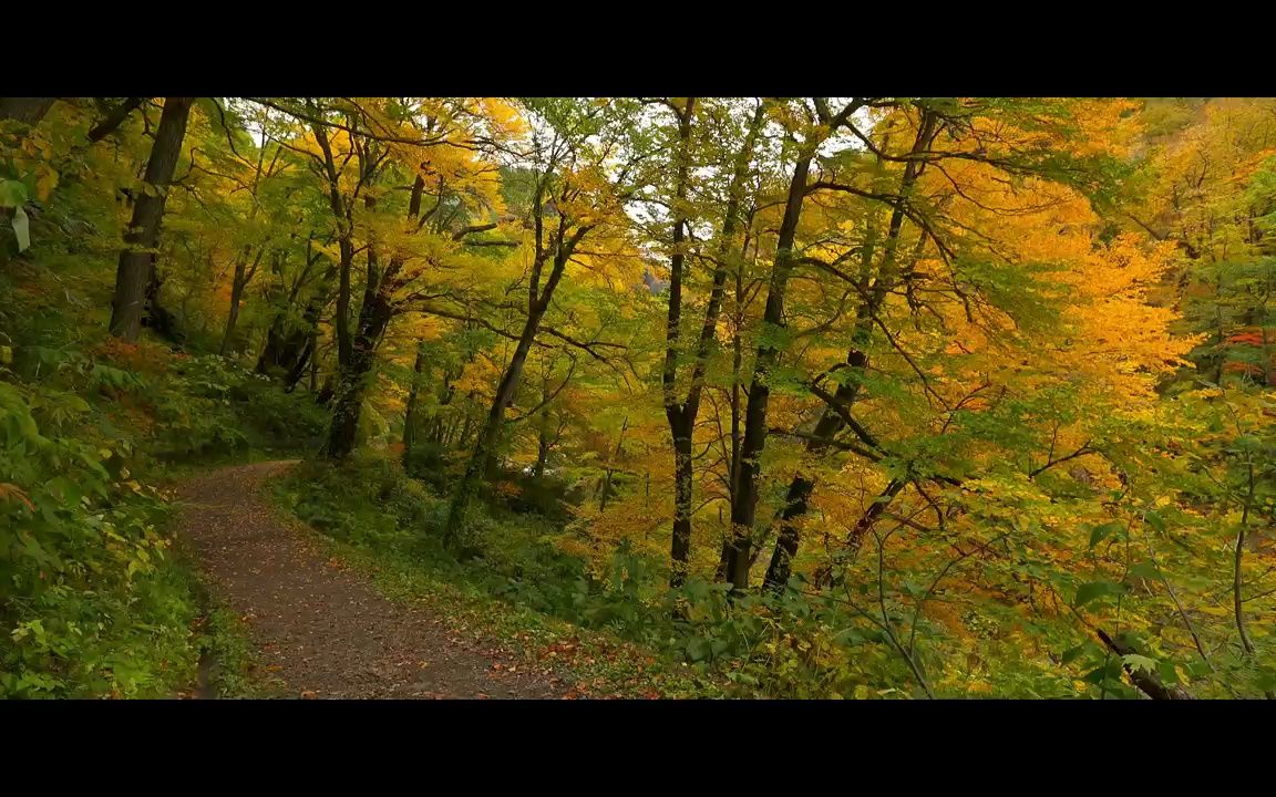 ▏k2082 金秋枫树林枫叶秋天唯美风景画忧伤伤感朗诵舞台背景视频素材
