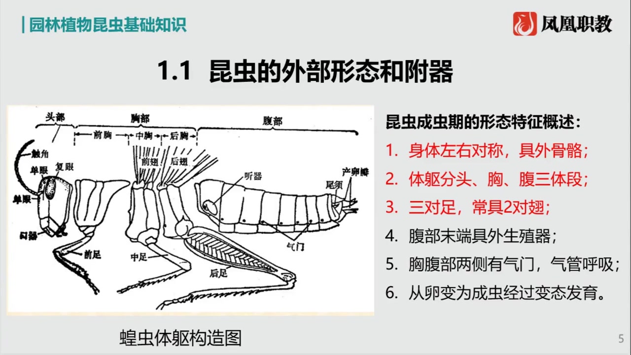 [图]1.1昆虫的外部形态和附器-植物病虫害防治-试听_bilibili