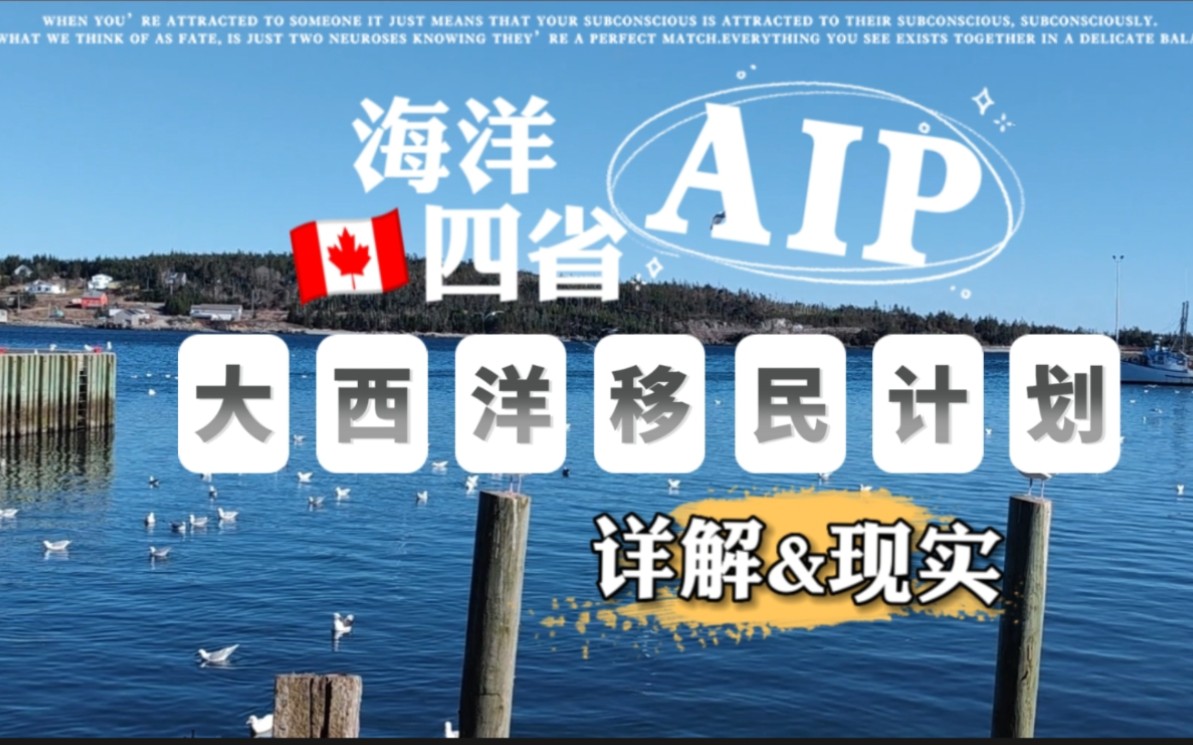 加拿大海洋四省大西洋移民计划AIP 详解&你不知道的现实情况!哔哩哔哩bilibili