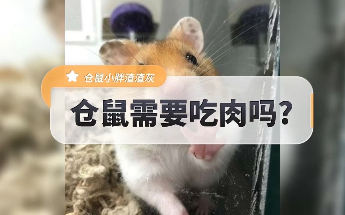 仓鼠可以吃肉吗?哔哩哔哩bilibili