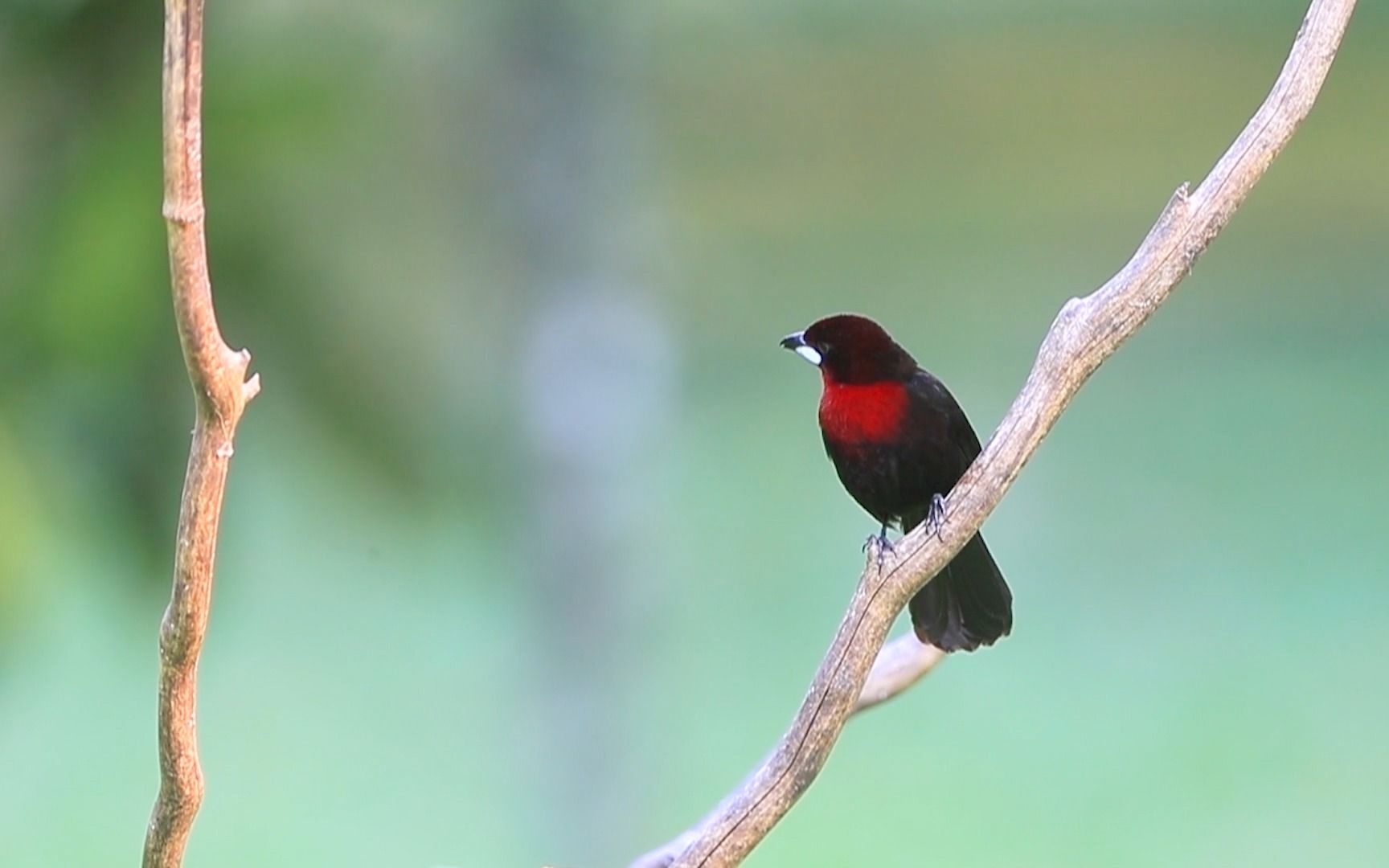 还银嘴铁嘴的, 当自己是算命的?