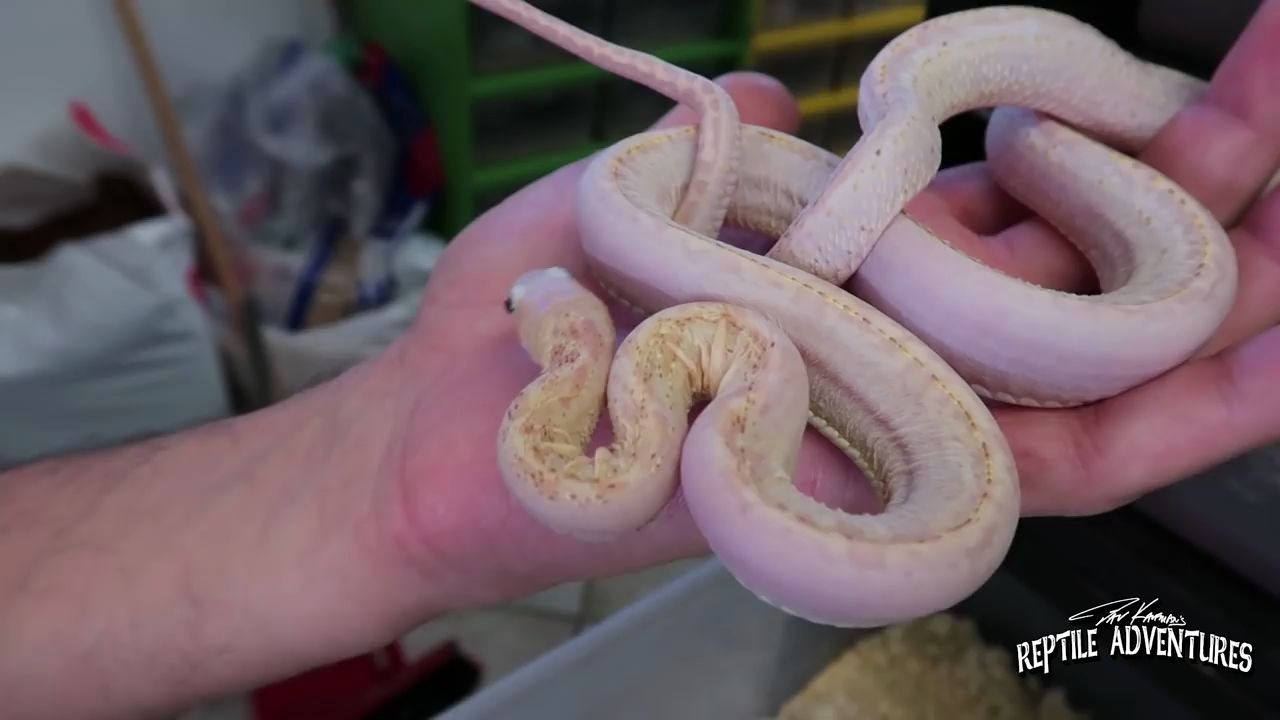 红尾蚺incrediblereptileroomtourinitalyenricomarconatoboaline