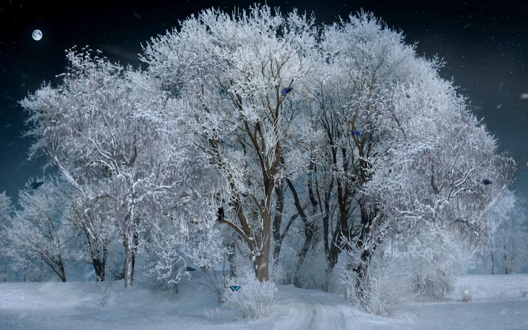【白噪音】夜晚的森林 暴风雪