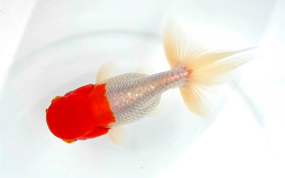 鹅头红蛋种金鱼,雄性红头虎头逸品观赏鱼.