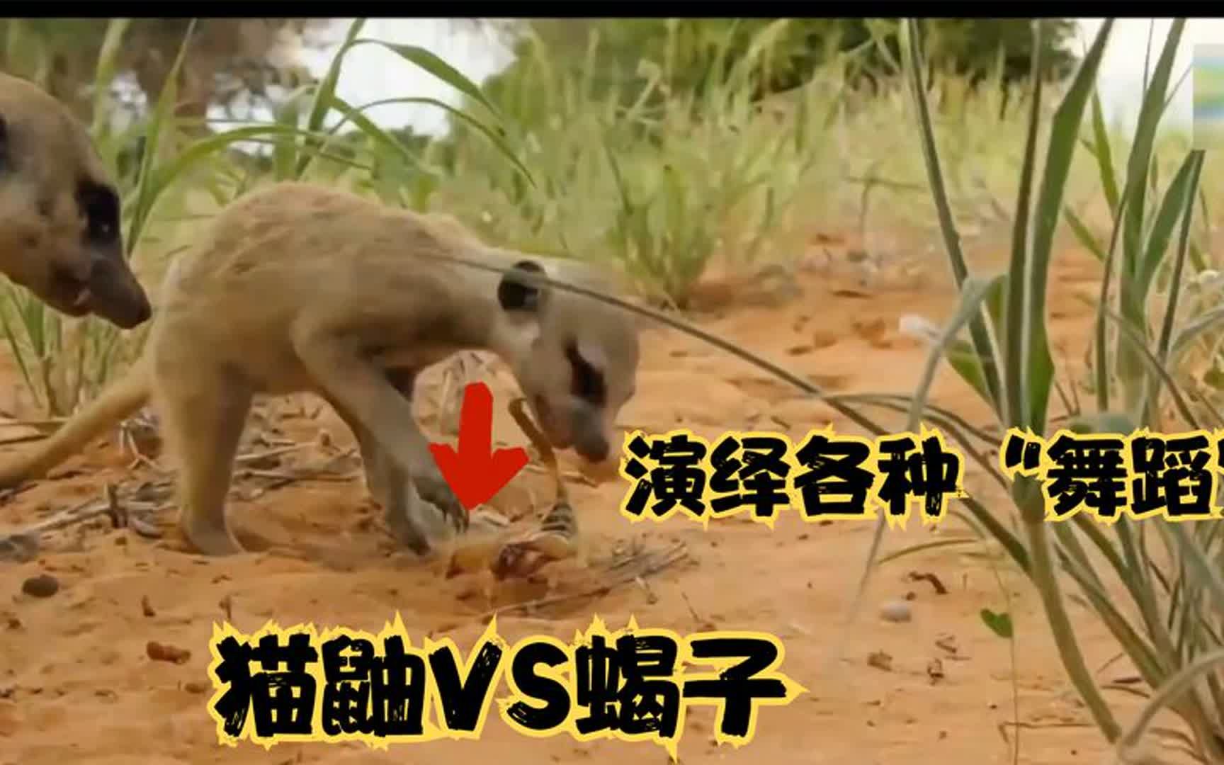 小猫鼬对战蝎子被蛰着演绎各种离奇舞资