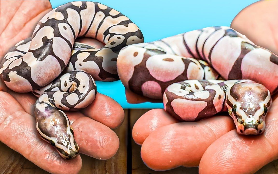 【爬行动物】关于无鳞球蟒,我撒了谎!