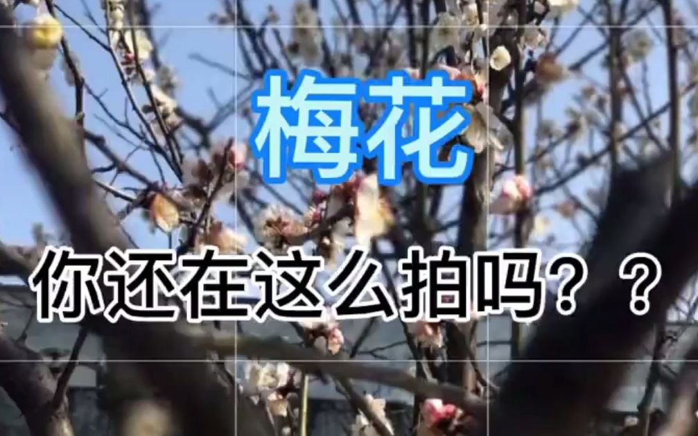 [图]【手机拍照】看梅花怎么拍出海报大片？