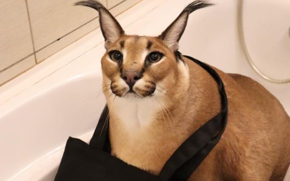 (搬運)big floppa獰貓甩頭綠幕素材(原版 3倍速)