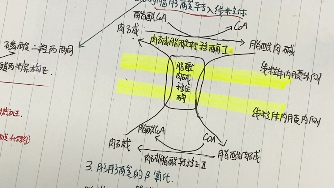 口诀脂肪酸的氧化分解即贝塔氧化哔哩哔哩bilibili