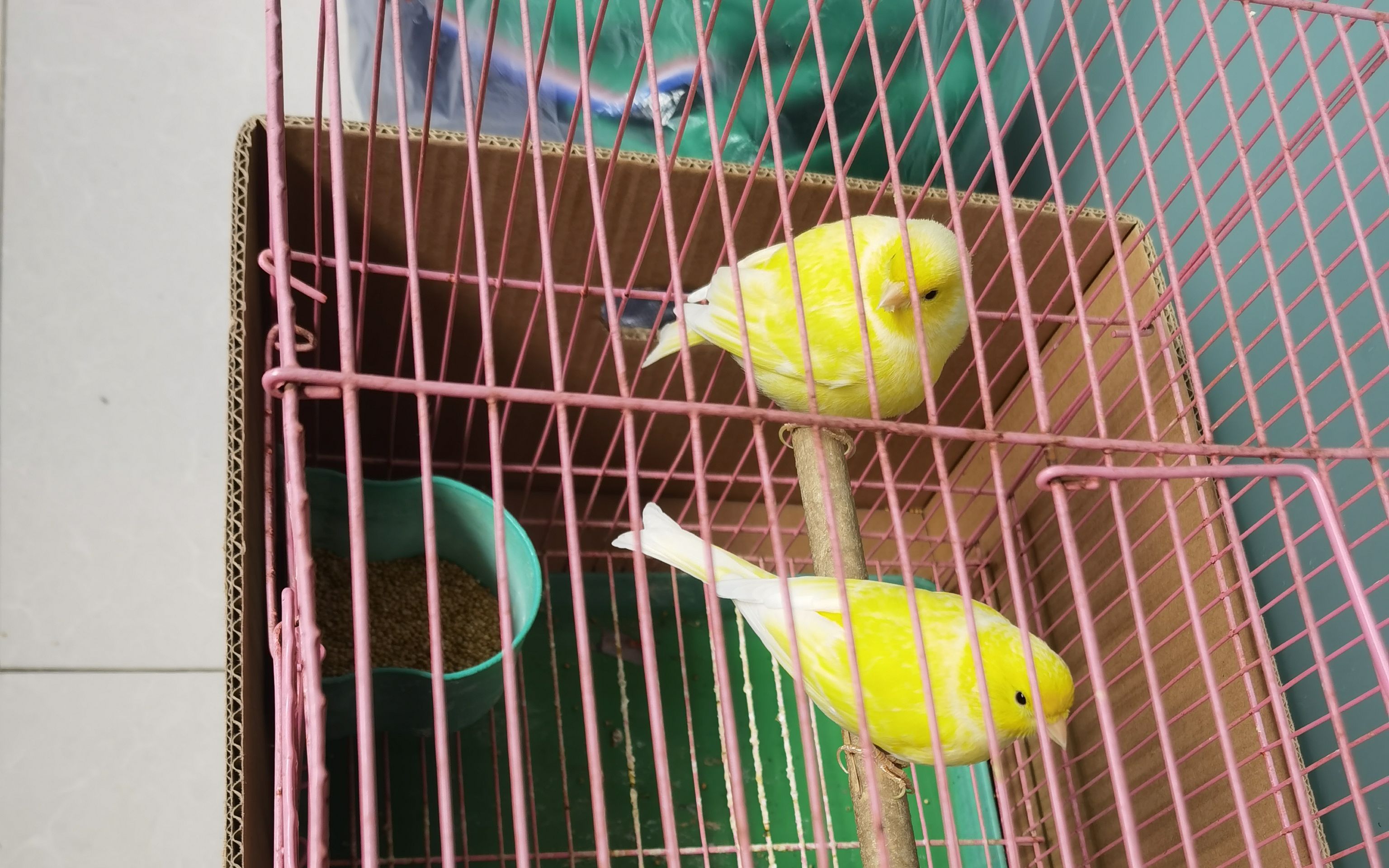 家庭新成员-两只小黄鸟