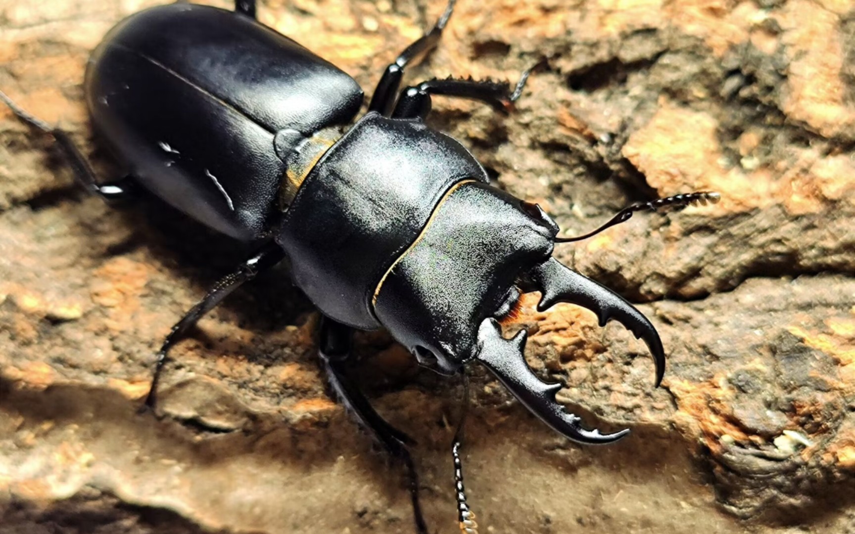 梵净山杨氏钳锹甲开始陆续化蛹啦!