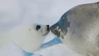 海豹 一只竖琴海豹的诞生 哔哩哔哩 Bilibili