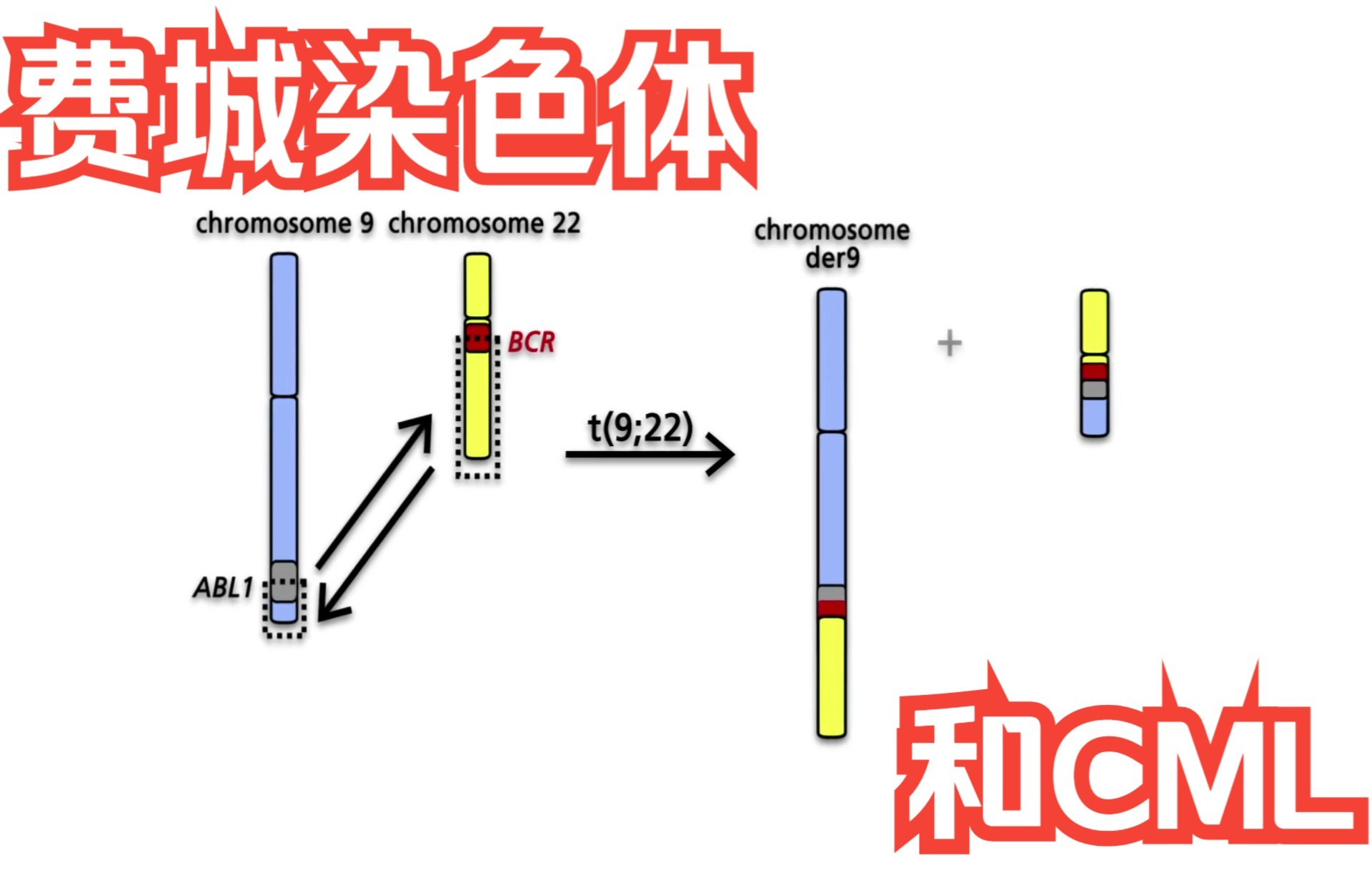 【微讲座】BCRABL1激酶、费城染色体和CML治疗哔哩哔哩bilibili