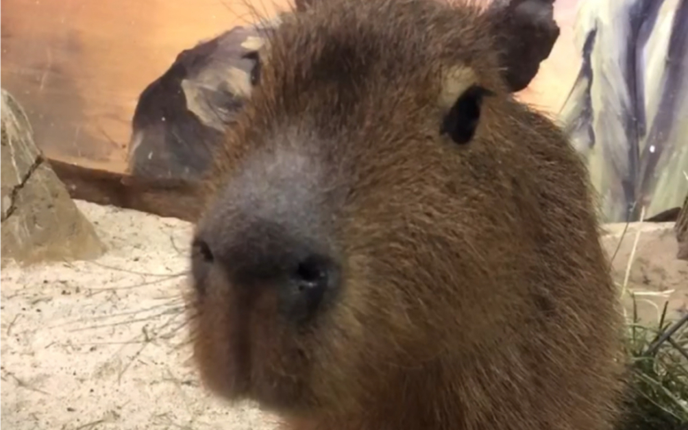 豚豚子和好朋友们一起吃饭了!( 07▽`)