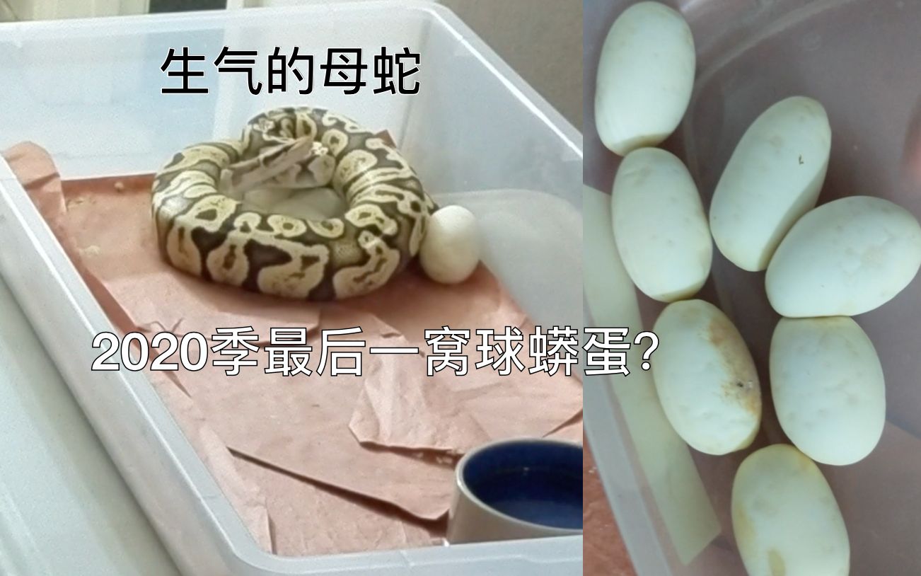 球蟒偷蛋本以为是一场恶战结果就这