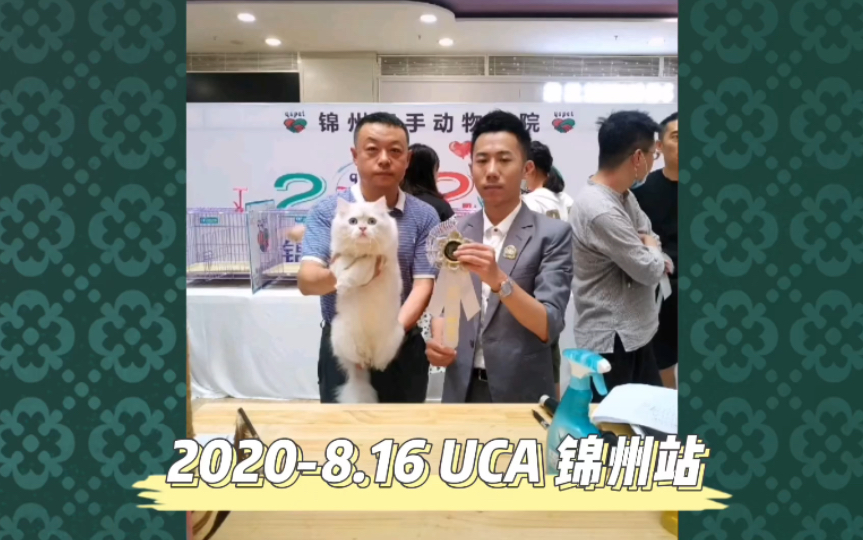 2020816uca锦州站金渐层猫舍米努特矮脚猫金点猫赛事纯种猫繁育人