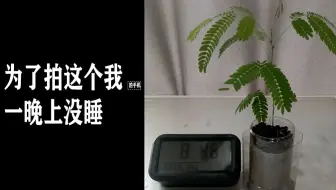 粉扑花香水合欢 哔哩哔哩 Bilibili