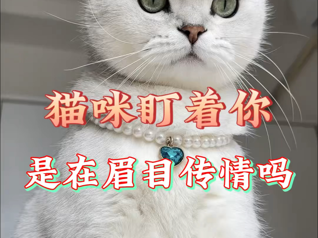 猫咪一直睁大眼睛盯着你,是在和你眉目传情吗?哔哩哔哩bilibili