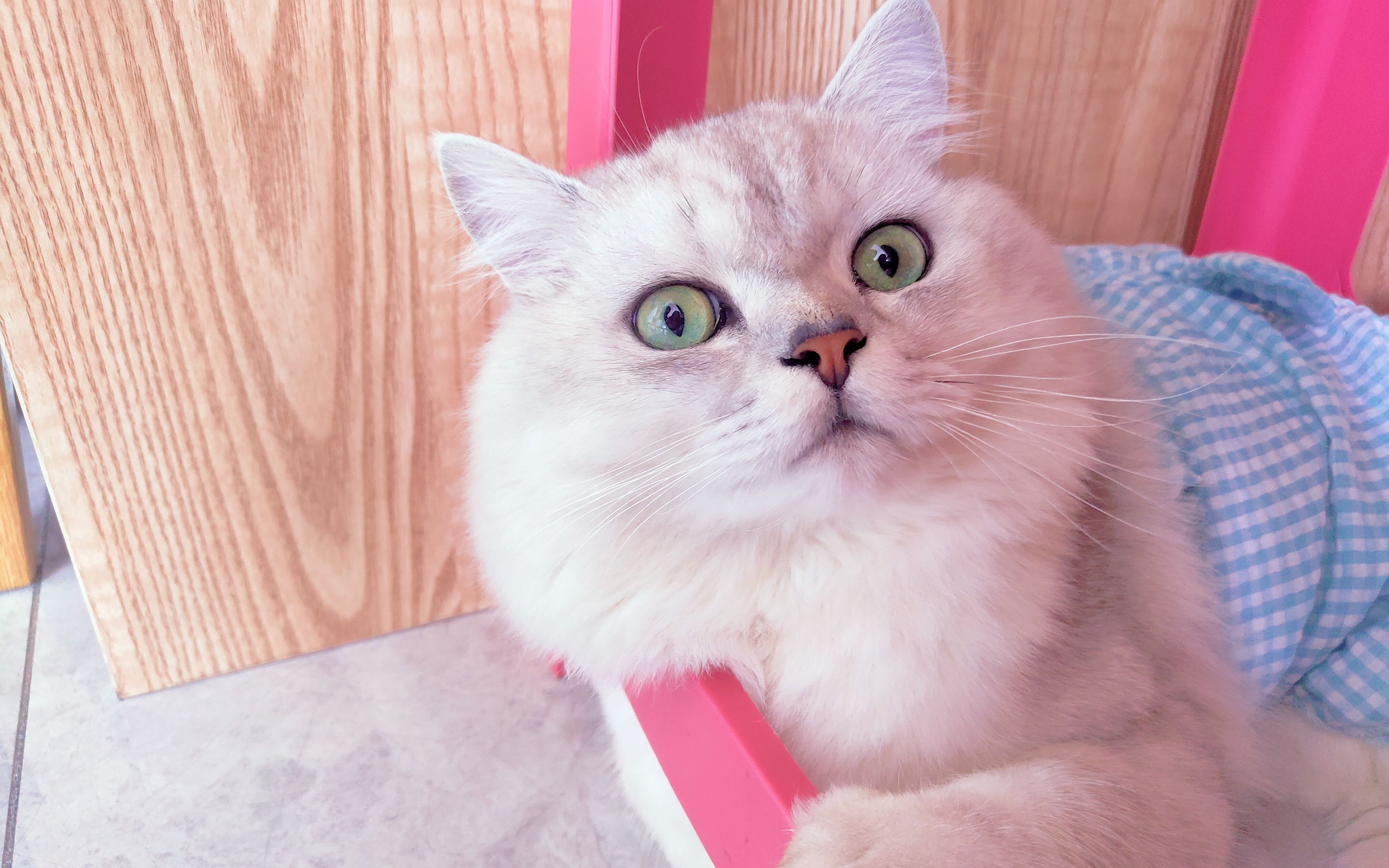 又好奇,又害怕,这怂猫,一个打印机把他吓飞了