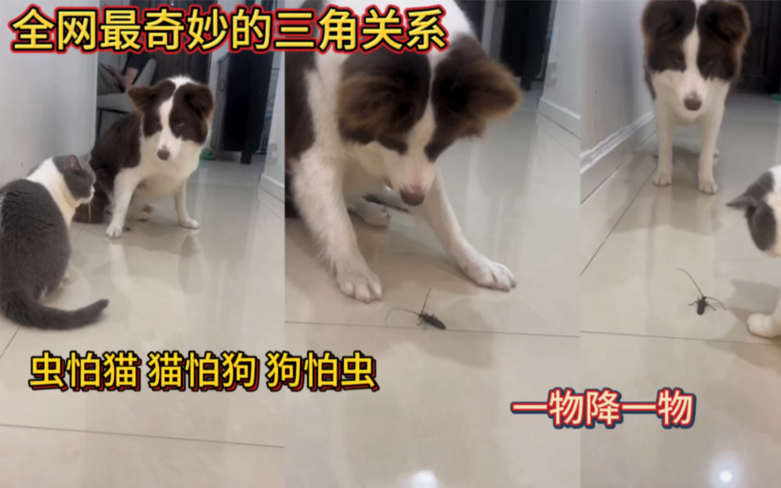 [图]全网最奇妙的三角关系！虫怕猫！猫怕狗！狗怕虫！一物降一物！