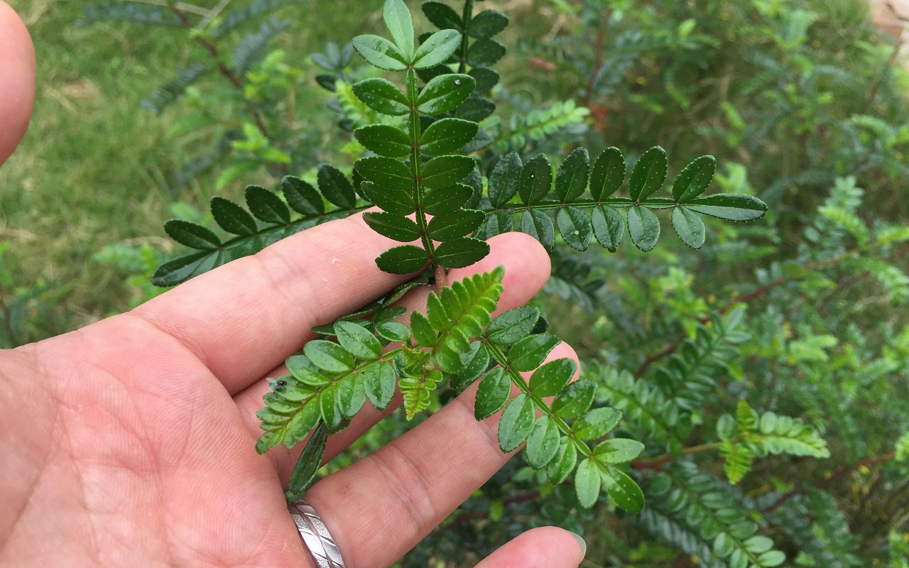 现在才知道,这种“植物”能驱虫,难怪价格那么贵,你家有没有呢哔哩哔哩bilibili