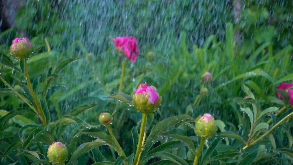 [图]一首经典老歌《老地方的雨》-陈瑞