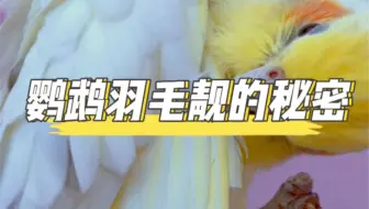 玄凤鹦鹉通过上油，让羽毛变得油光顺滑，它从哪里偷来的油呢？￼