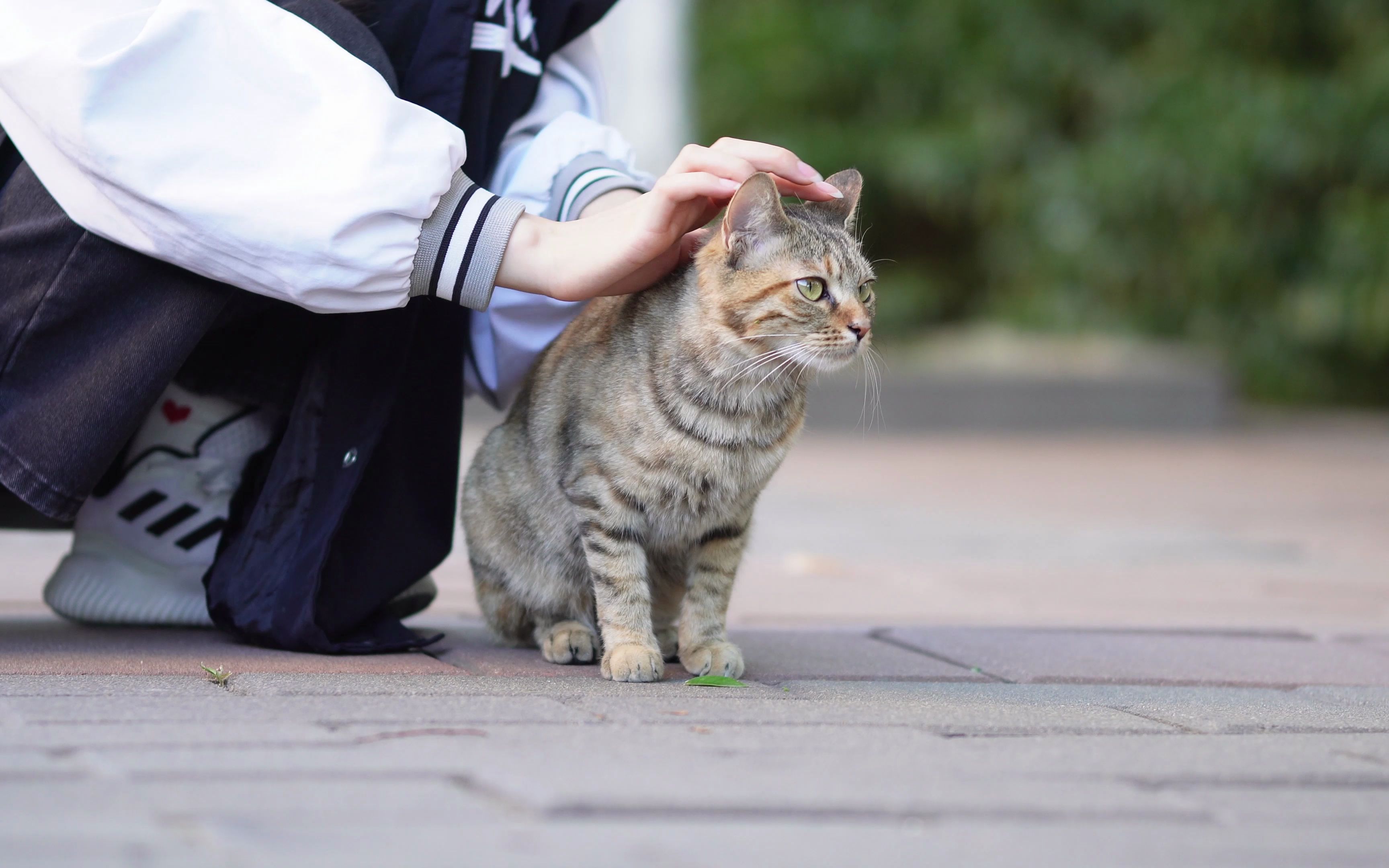 路边的小猫咪