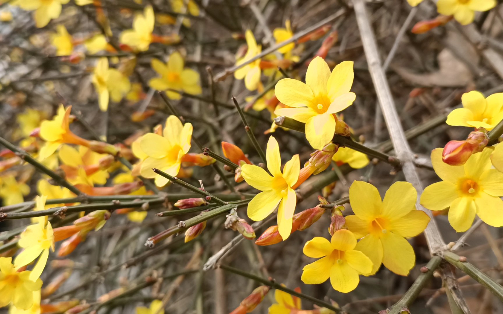 迎春花,茎四棱_哔哩哔哩_bilibili