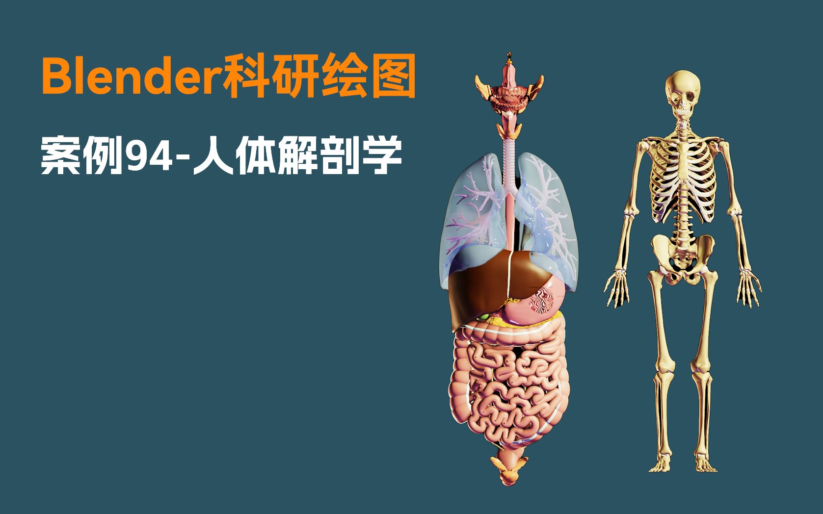 [图]【Blender科研绘图】案例94-人体解剖学