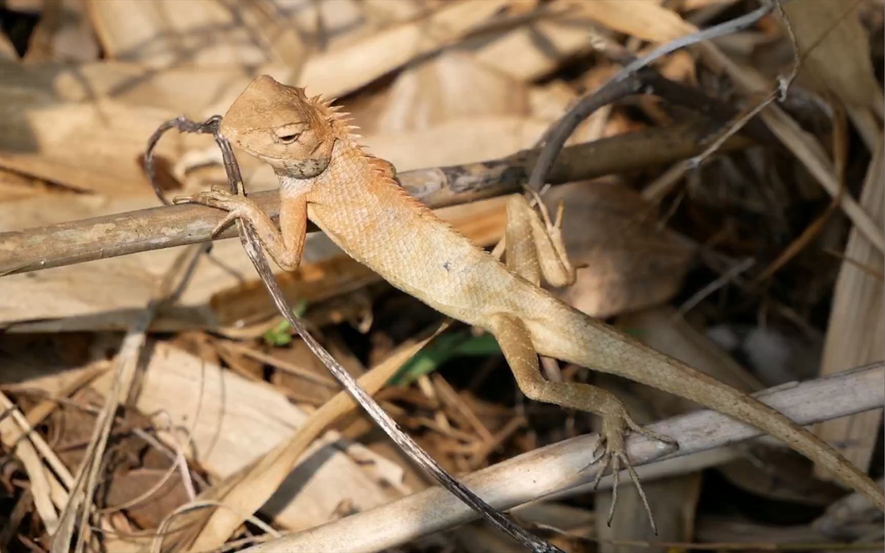 爬北岭山 偶遇小蜥蜴一只,五彩斑斓的黑的爬行动物一只,可能是啥蝾螈