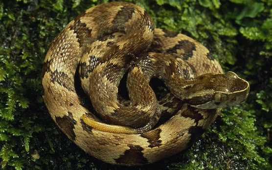 新森林蝰蛇newforestadders720phdtv繁简中英字幕3e字幕组