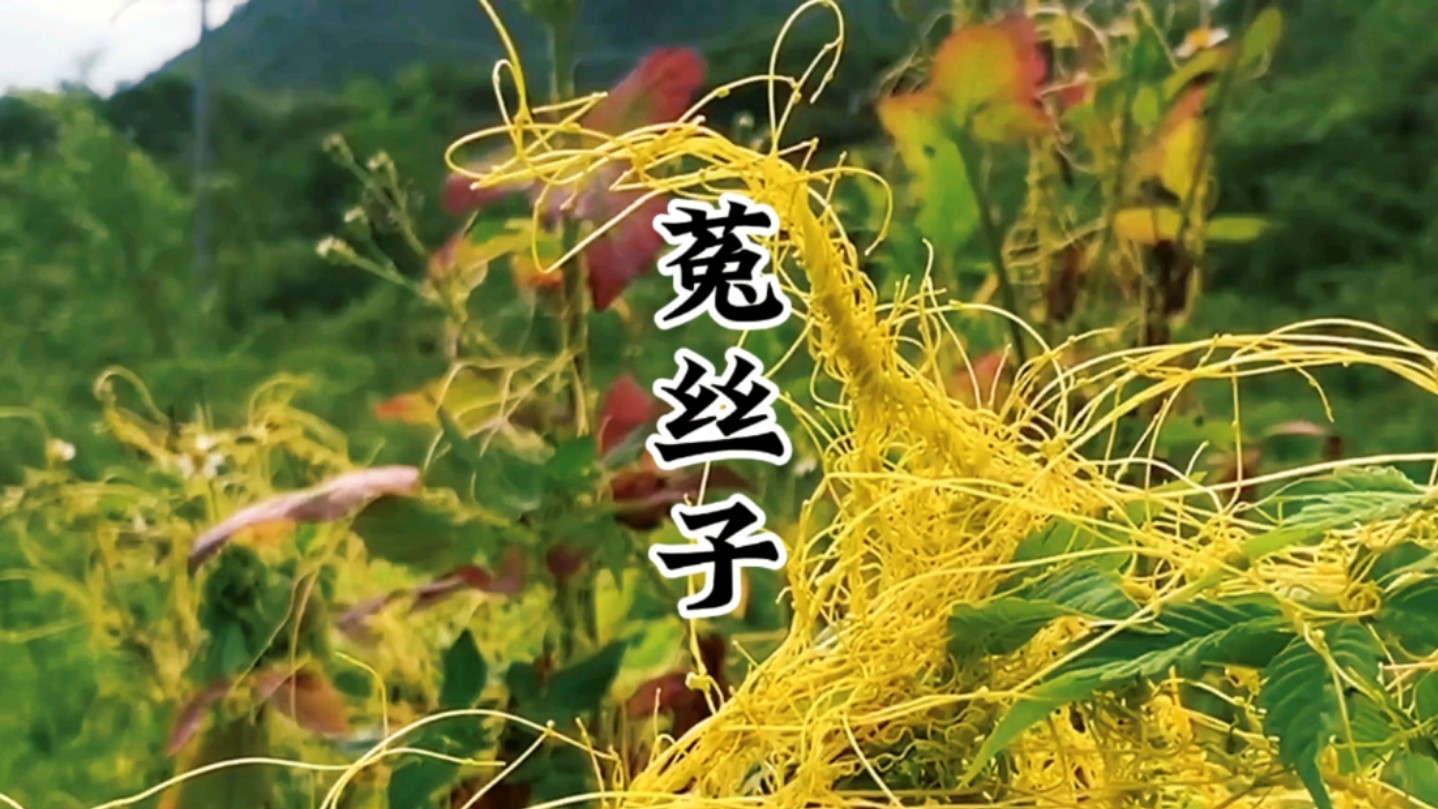 神奇小草菟丝子:男人的加油站