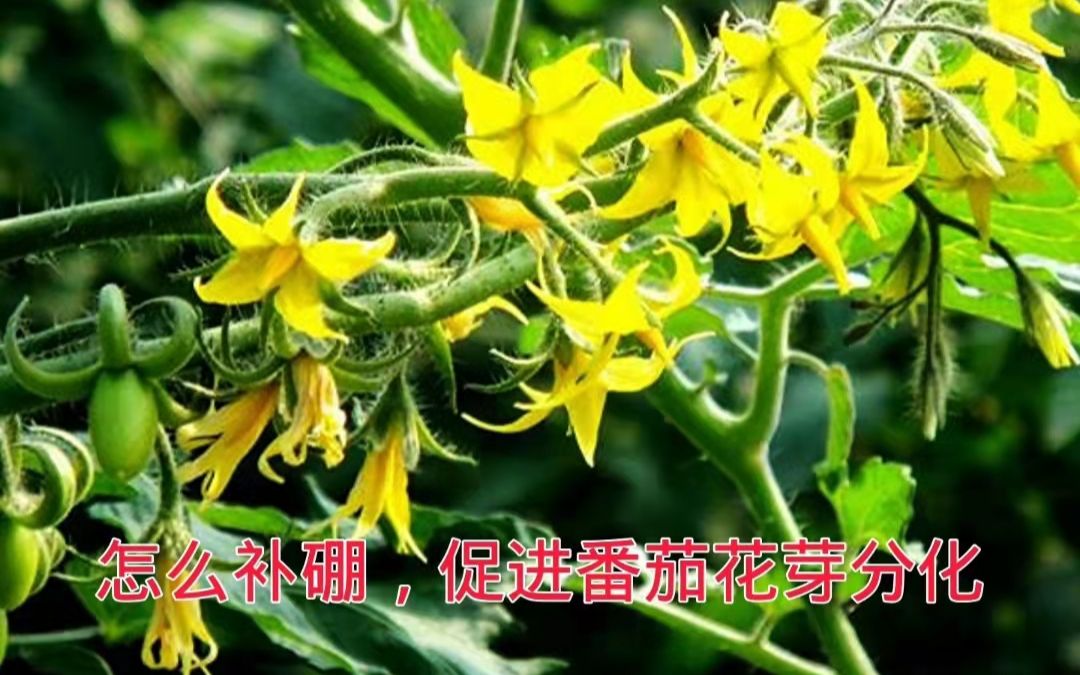 如何补充硼钙,更好的促进番茄花芽分化哔哩哔哩bilibili