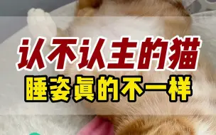 Télécharger la video: 猫咪认不认主，睡姿就能看出来。