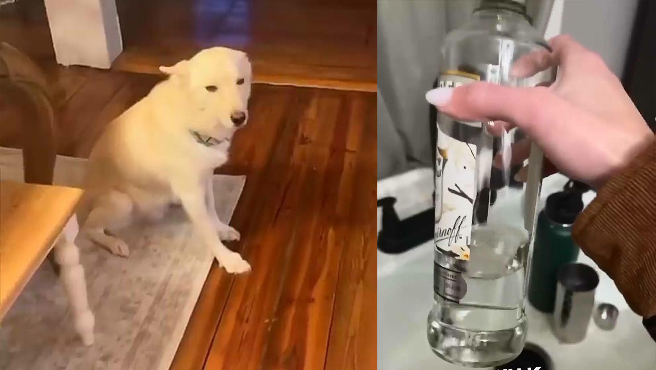 狗子把自己灌醉了.