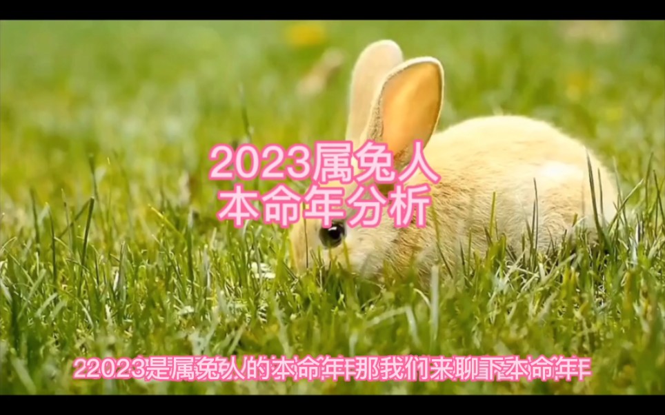 2023年属兔人本命年分析哔哩哔哩bilibili