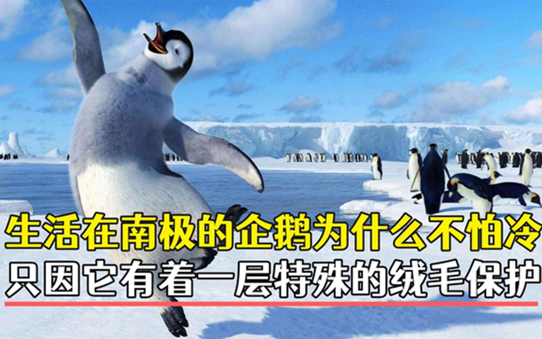 生活在南极的企鹅为什么不怕冷?只因它有一层特殊的绒毛保护哔哩哔哩bilibili