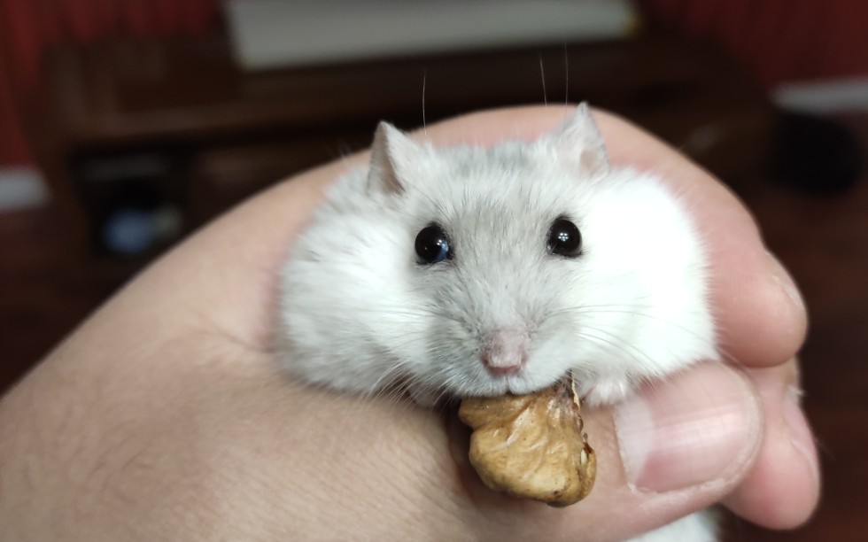 【仓鼠】吃核桃的时候最乖了_哔哩哔哩_bilibili