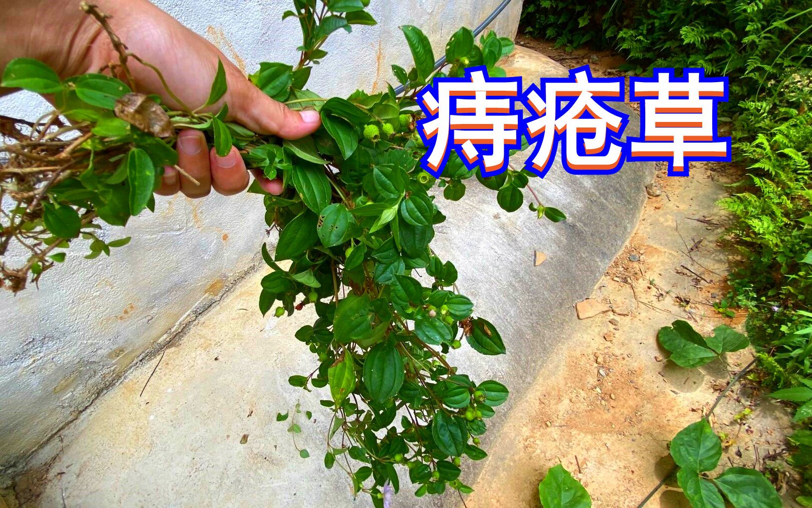 农村路边常见的植物,没想到是“痔疮的克星”,很多人还不知道哔哩哔哩bilibili