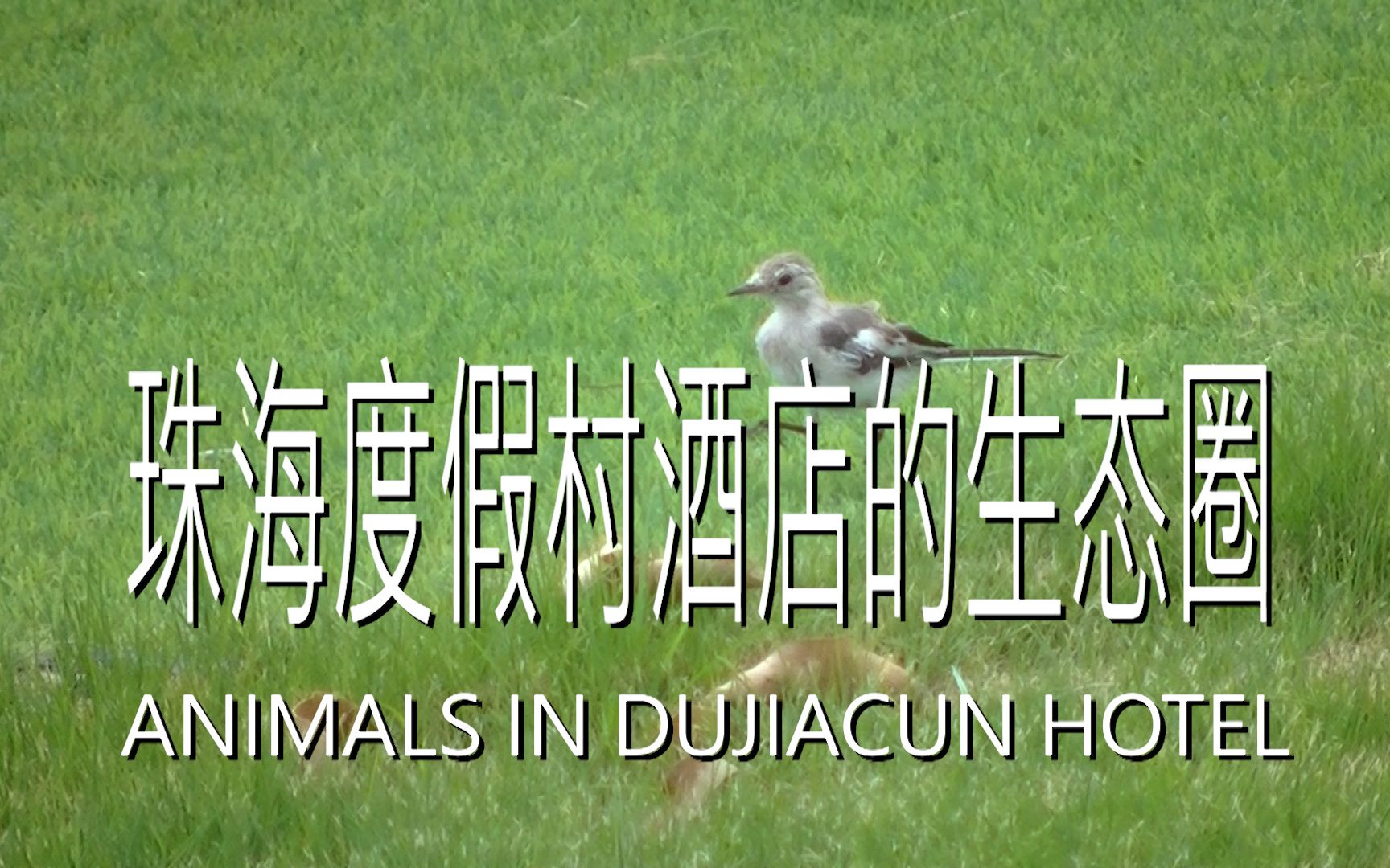 [图]珠海度假村酒店生态圈 ANIMALS IN DUJIACUN HOTEL ZHUHAI