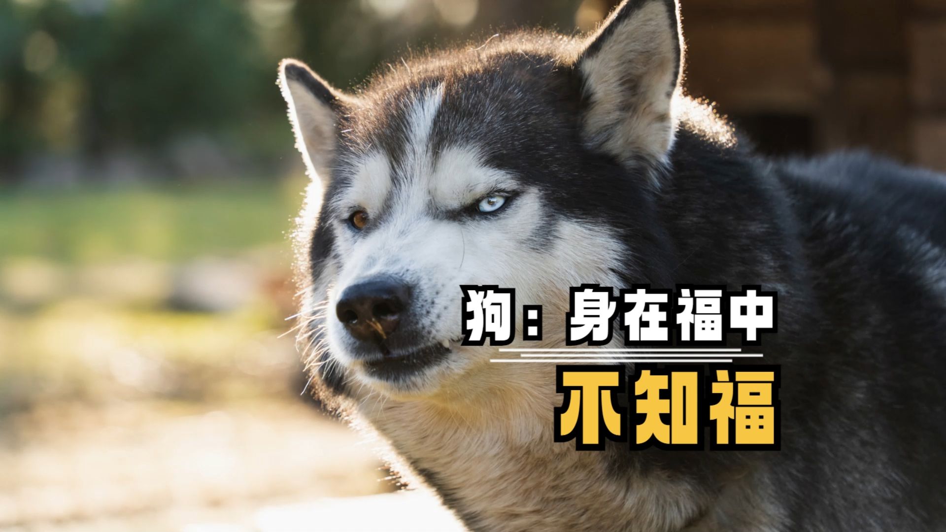 狗:身在福中不知福,无趣的男人