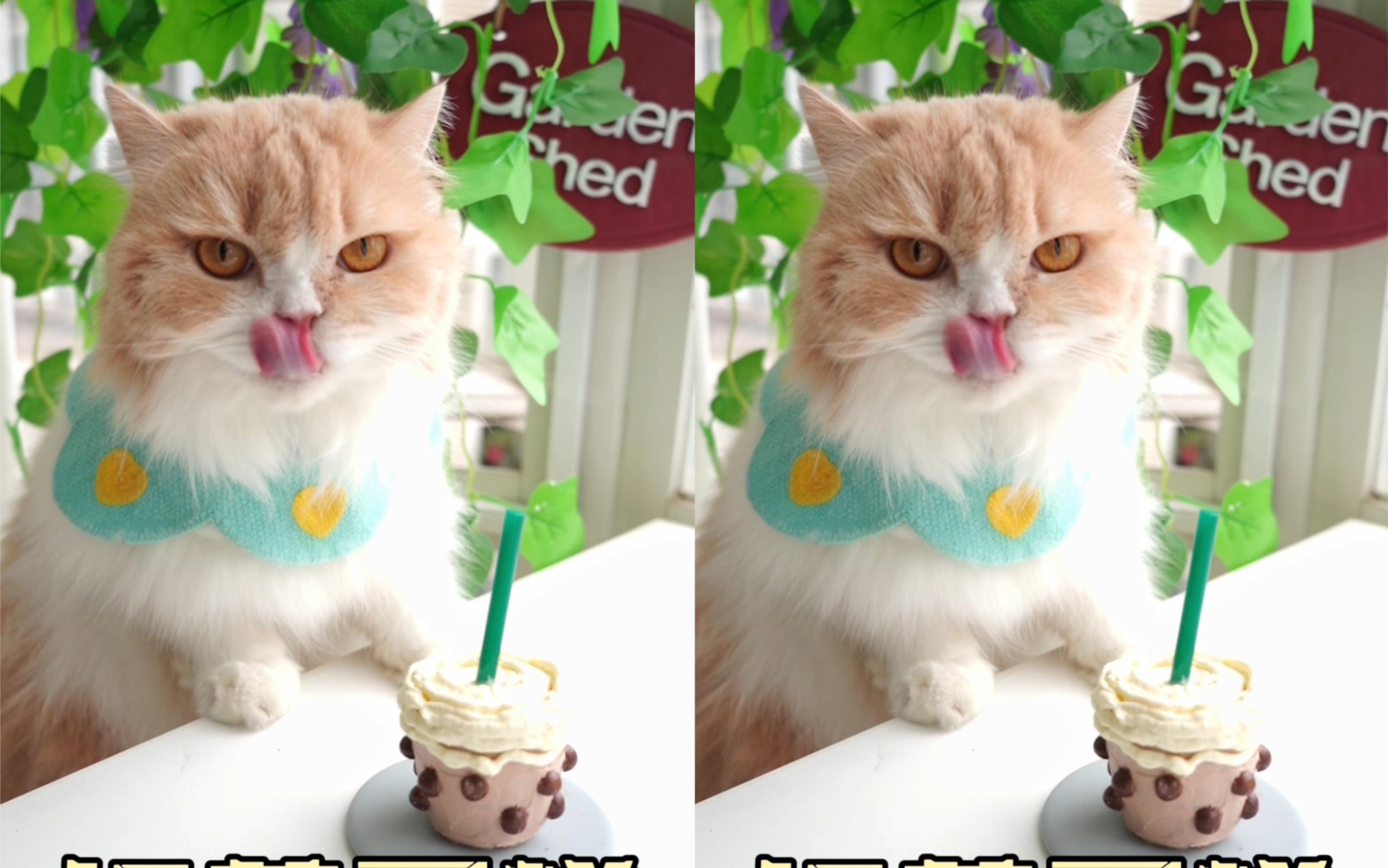 摊牌了,这迷你小蛋糕是从猫猫国来的～-干饭甜喵