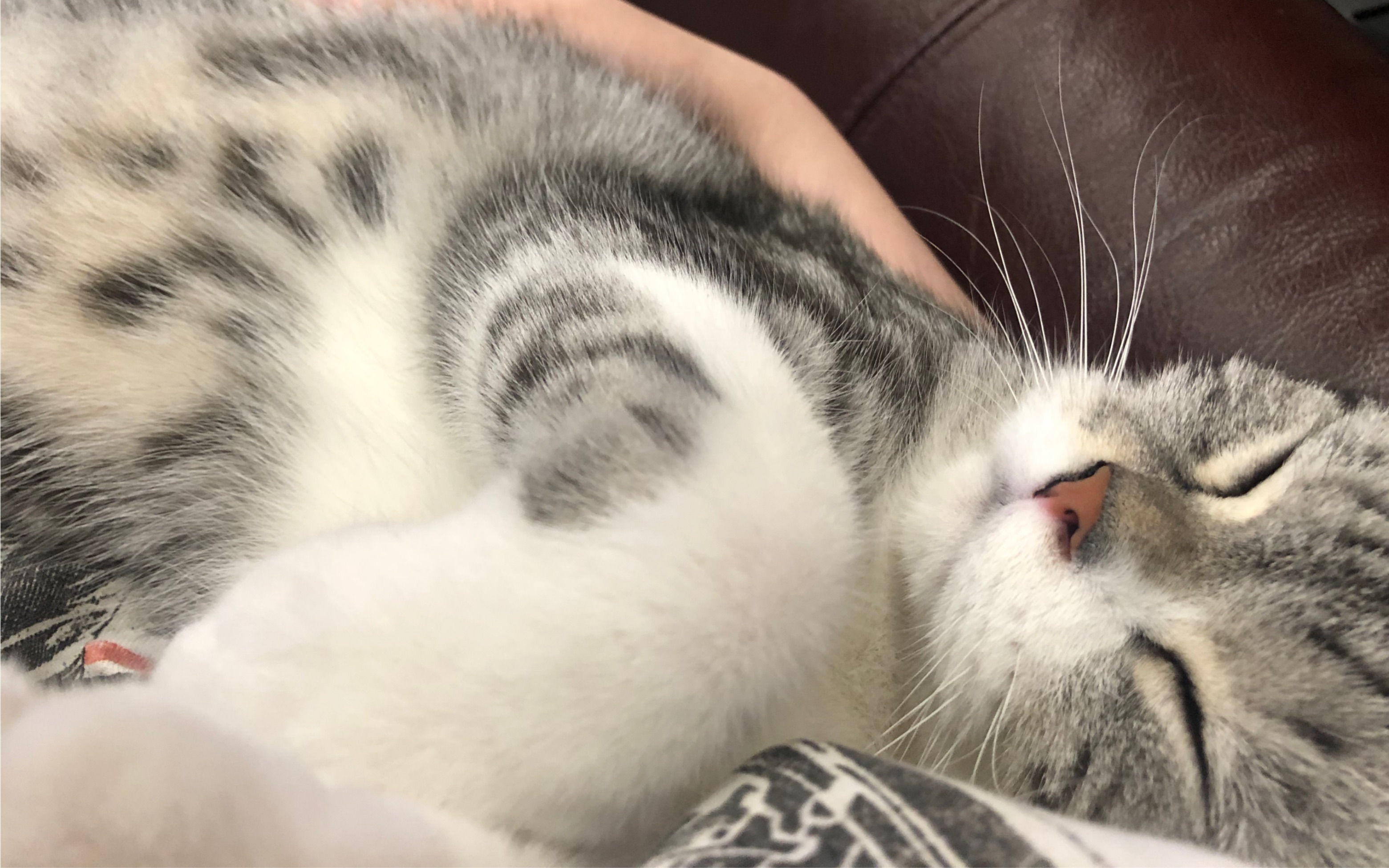 【美短】戏精的渣渣猫(碰瓷式嘤嘤嘤)