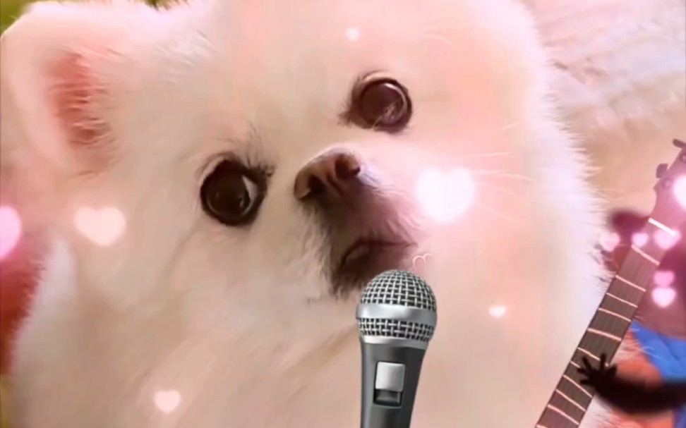 如何将狗狗变成歌姬