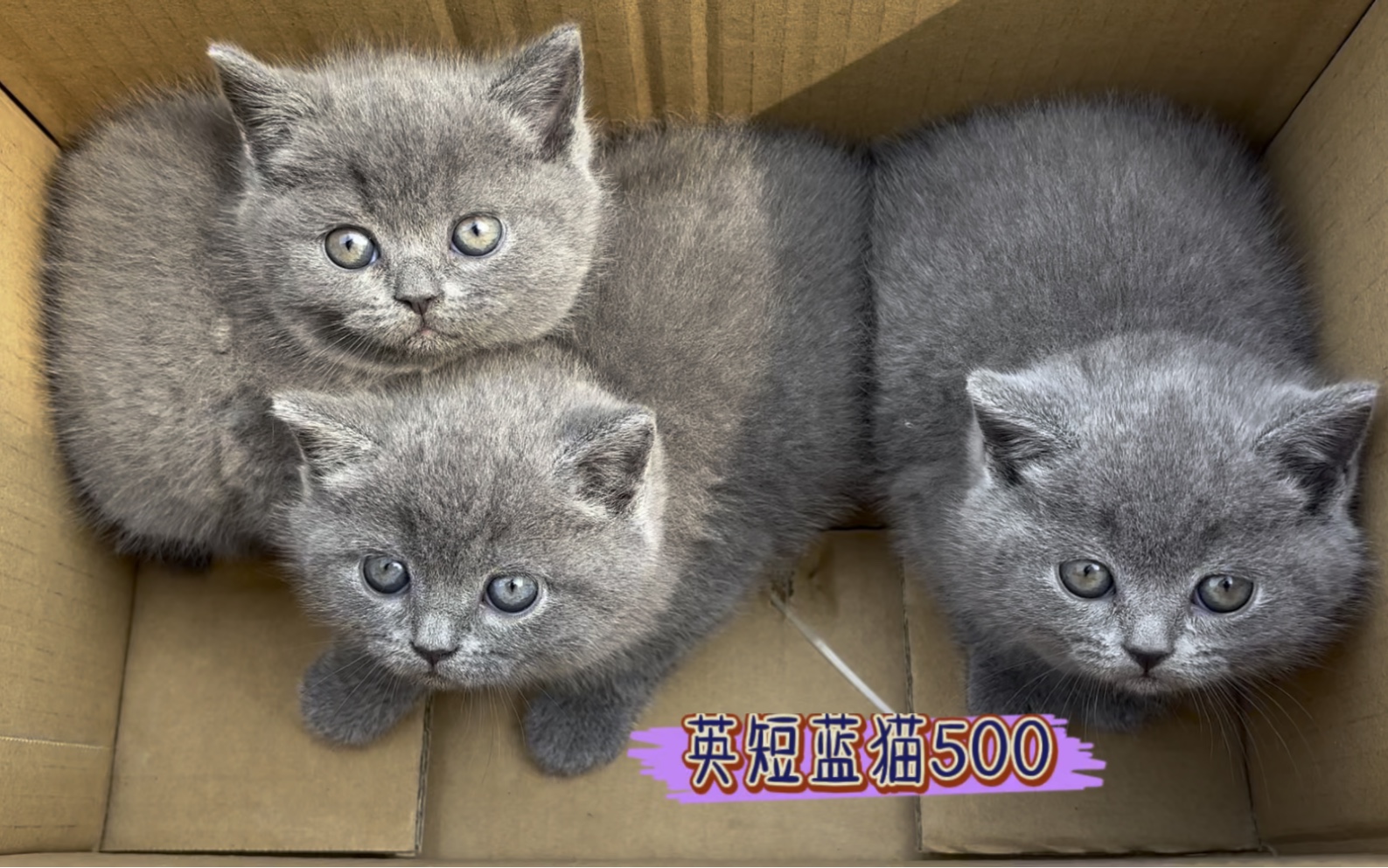 长这么好看的蓝猫落魄到无人问津,曾经有市无价根本见不到.